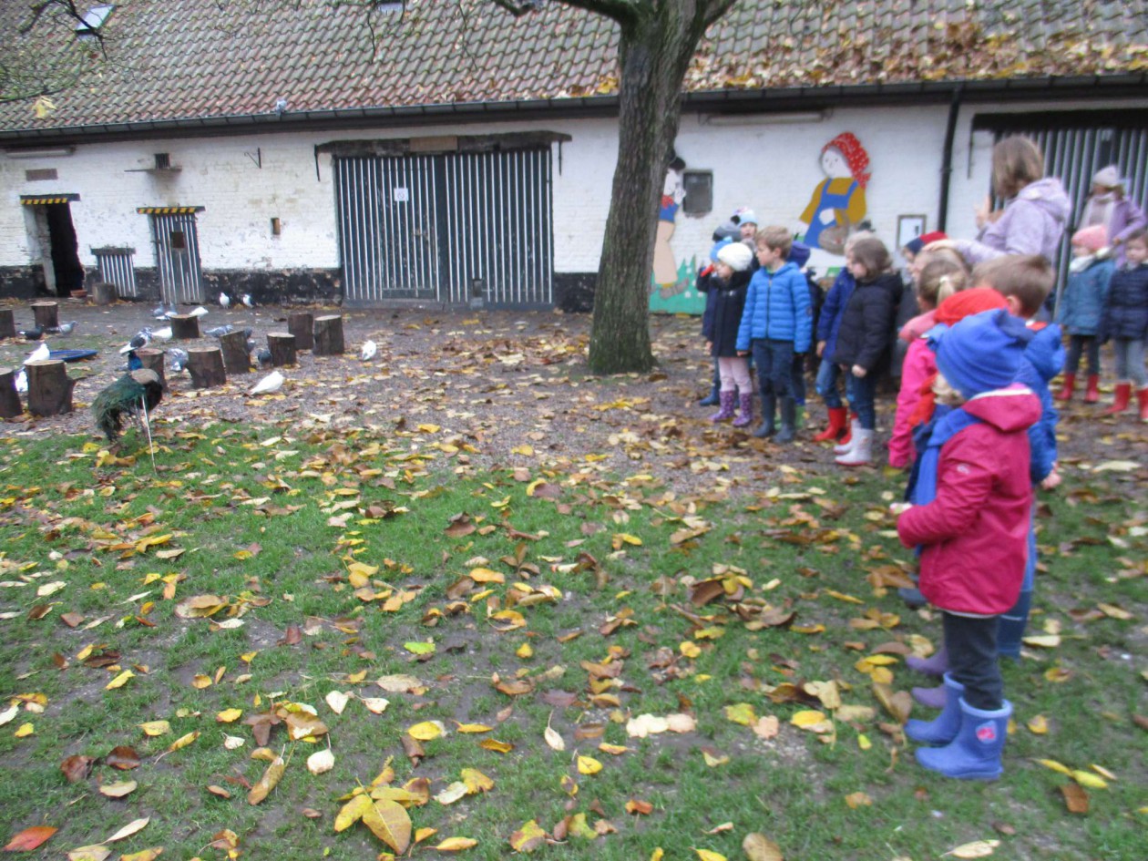 1ABC Bezoek kinderboerderij vervolg