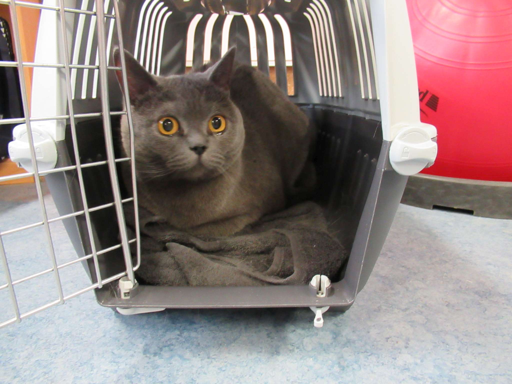 Basil de poes op bezoek 1KB