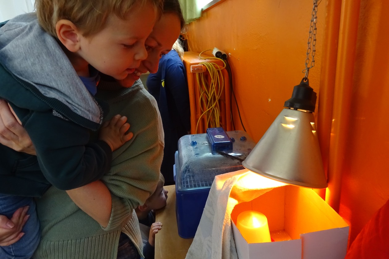 1PB Thema de kip in het kippenhok