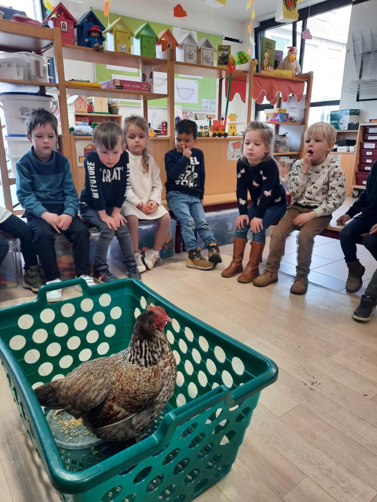 2KB De kip en het ei