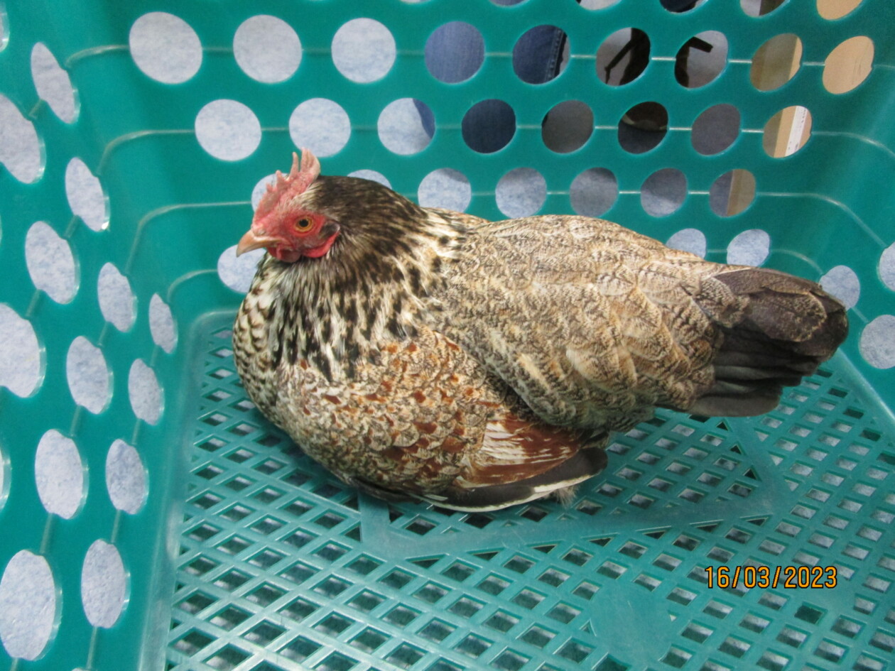 1PKB Boerderijdieren