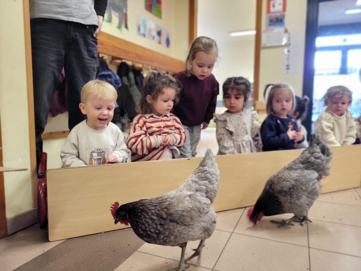 1PAB Kippen op bezoek